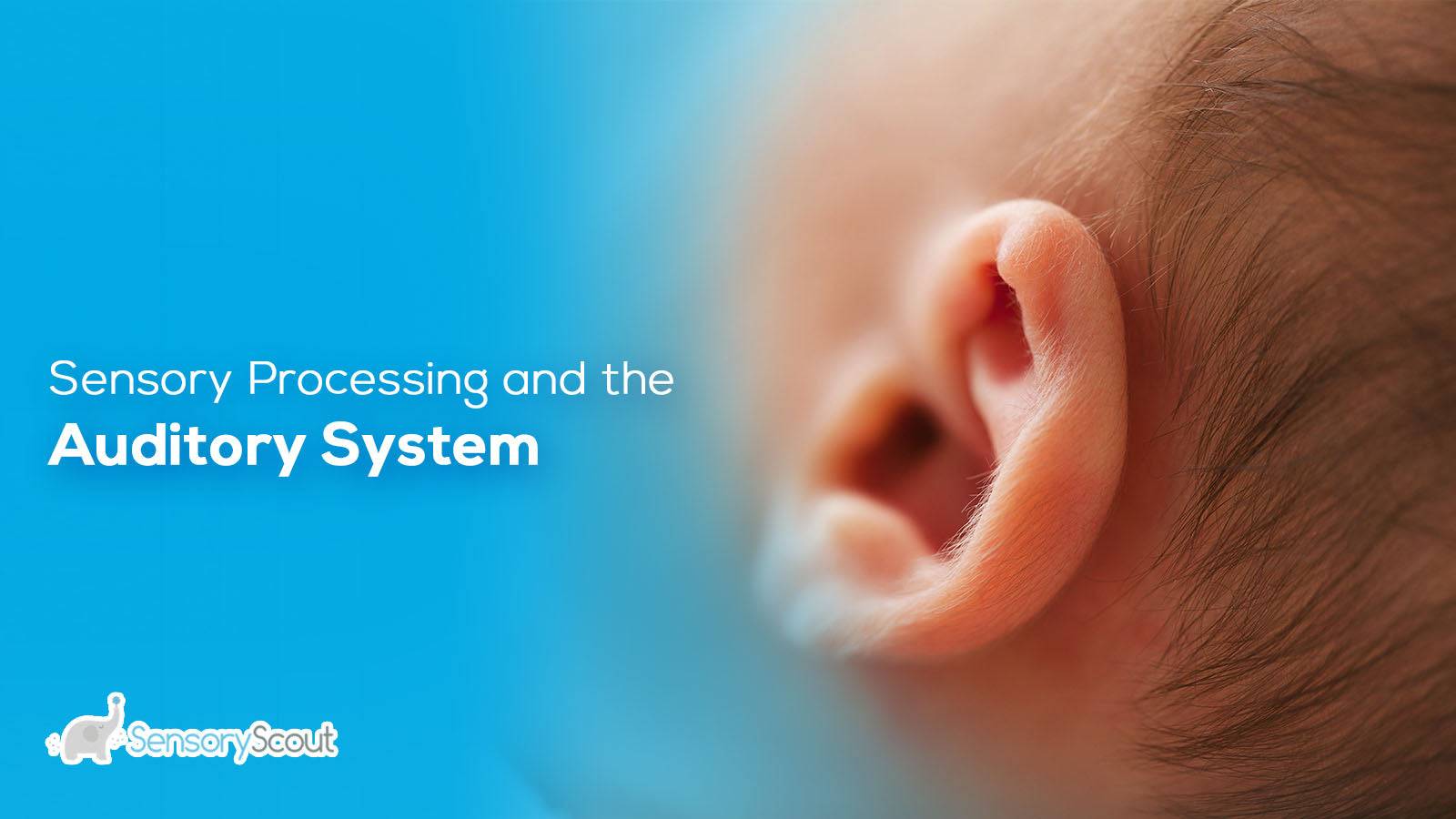 Sensory Processing and the Auditory System
